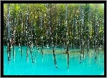 Las, Suche, Drzewa, Jezioro