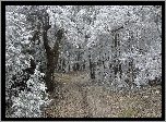 Las, Ścieżka, Zamarznięte, Drzewa, Zima