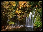 Las, Wodospad, Mossbrae Falls Kalifornia
