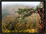 Las, Drzewa, Jesień, Gałąź, Mgła