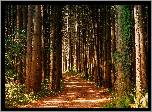 Las, Drzewa, Pnie, Gałęzie, Ścieżka