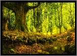 Park Narodowy Gorbea, Kraj Basków, Hiszpania, Drzewa, Las