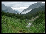 Góry, Las, Krzewy