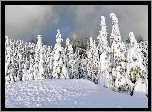 Góry, Las, Śnieg