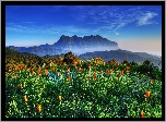 Góry, Las, Tulipany