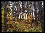 Las, Jesień