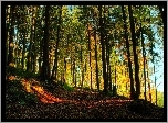 Jesień, Las, Ścieżka