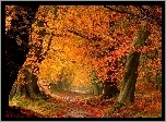 Jesień, Las, Ścieżka