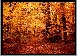 Jesień, Las, Ścieżka