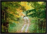 Las, Ścieżka, Jesień, Drzewa