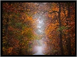 Las, Droga, Drzewa, Jesień, Mgła