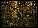 Las, Pożółkłe, Drzewa, Jesień, Droga