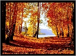 Jesień, Las, Jezioro