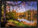Las, Jezioro, Jesień, Drzewa