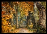 Las, Drzewa, Kolorowe, Liście, Jesień, Droga