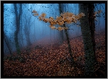 Jesień, Las, Mgła, Drzewa, Gałązka, Pożółkłe, Liście
