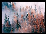Jesień, Las, Mgła