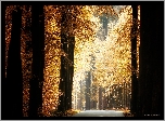 Las, Drzewa, Pnie, Jesień, Droga