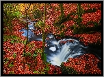 Las, Rzeka, Jesień, Liście