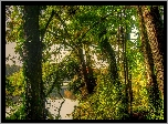 Las, Jezioro