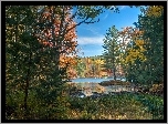 Las, Drzewa, Jezioro, Jesień