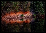 Las, Drzewa, Jezioro, Odbicie