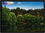 Las, Drzewa, Jezioro, Odbicie