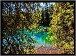 Jezioro, Las, Gałęzie