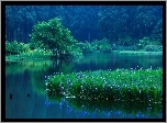 Jezioro, Las, Irysy