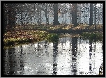 Jezioro, Las, Poranek