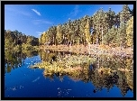Jezioro, Las, Trawa