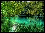 Jezioro, Las, Trzcina