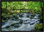Las, Rzeka, Mech, Kamienie, Most
