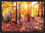 Las, Promienie, Słońca, Drzewa, Kamienie, Liście