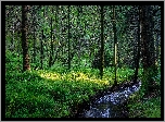 Las, Drzewa, Strumień, Kamienie, Roślinność