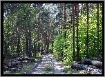 Las, Droga, Kłody, Drzewa