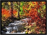 Las, Rzeka, Drzewa, Krzewy, Jesień