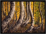 Las, Jesień, Drzewa, Brzozy, Krzywe, Pnie