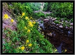 Stany Zjednoczone, Arizona, Rzeka, Oak Creek, Las, Kwiaty, Żółte, Orliki, Kamienie