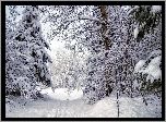 Las, Śnieg, Ślady, Zima
