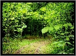Las, Drzewa, Leśna, Droga