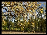 Las, Brzozowy, Liście, Jesień
