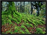 Las, drzewa, Liście, Mech