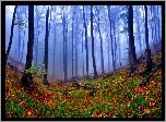 Las, Jesienne, Liście, Mgła