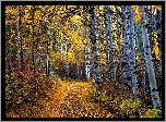 Las, Brzozy, Krzewy, Ścieżka, Liście, Jesień