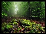 Las, Kamienie, Mech, Liście, Mgła