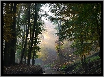 Las, Rzeka, Promienie, Słońca, Liście, Jesień