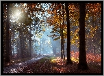 Las, Drzewa, Droga, Mgła, Przebijające światło, Liście, Poranek, Jesień