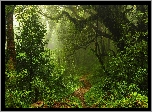 Magiczny, Las, Ścieżka, Drzewa, Krzewy, Paprocie, Wiosna