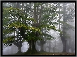 Las, Mgła